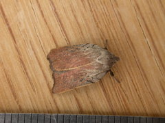 Tortricopsis pyroptis