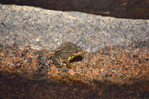 iNaturalist observation photo of Sierra Nevada Yellow-legged Frog