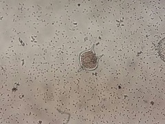 Miozoa