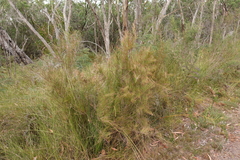 Allocasuarina pusilla