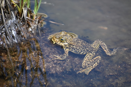 iNaturalist observation photo of Sierra Nevada Yellow-legged Frog