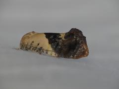 Hypertropha chlaenota