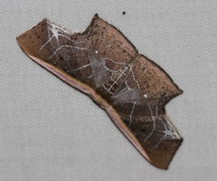 Tessarotis rubrata