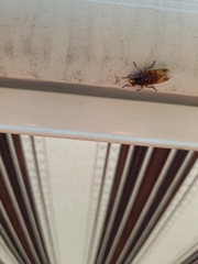 Volucella zonaria