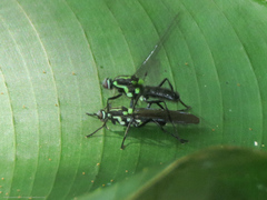 Raphiocera