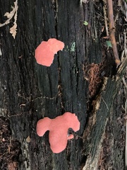 Dictydiaethalium plumbeum