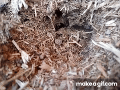 Scolia erythrocephala