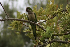 Myiopsitta monachus
