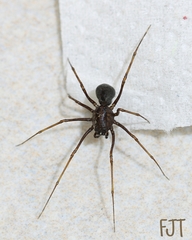 Scytodes