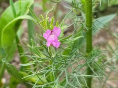 Misopates orontium orontium