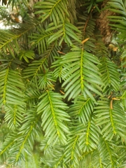 Taxus baccata