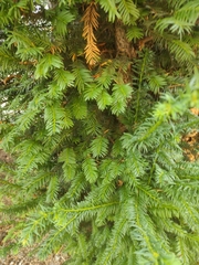 Taxus baccata