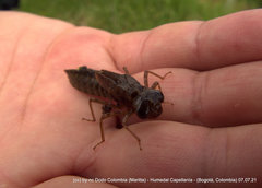 Rhionaeschna marchali