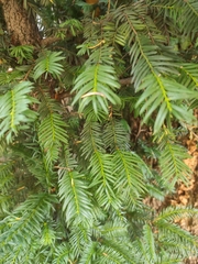 Taxus baccata