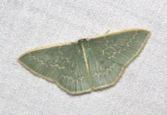 Chlorocoma melocrossa