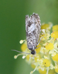 Dichrorampha agilana