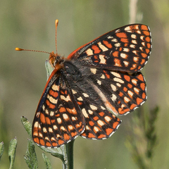 (c) Liz Osborn, algunos derechos reservados (CC BY-NC), subido por Liz Osborn