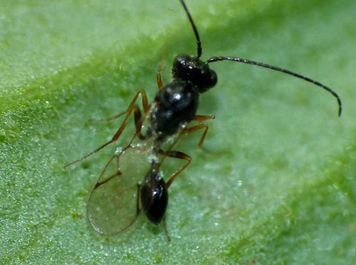 Lacewing Parasitoid Wasp photo 3