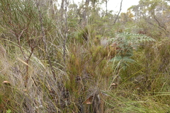 Allocasuarina pusilla