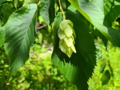 Ostrya virginiana image