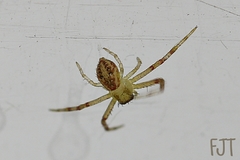 Thomisidae