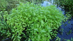 Urtica kioviensis