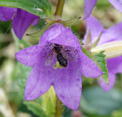 Melitta haemorrhoidalis