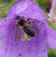 Melitta haemorrhoidalis