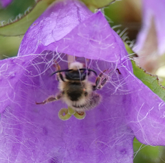 Melitta haemorrhoidalis