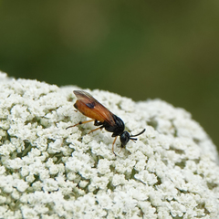 Arge melanochra
