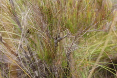 Allocasuarina pusilla