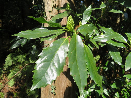 Aucuba japonica