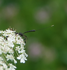 Gasteruption jaculator