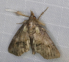 Paectes abrostolella