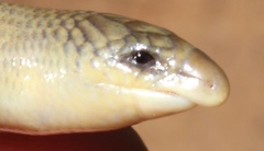 Acontias gracilicauda