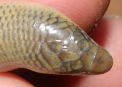 Acontias gracilicauda