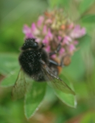 Bombus lapidarius