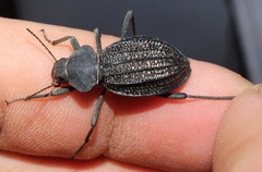 Somaticus aeneus