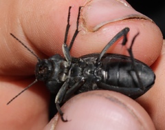 Somaticus aeneus