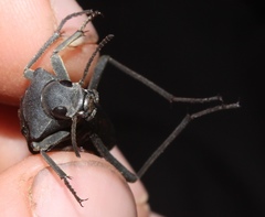 Somaticus aeneus