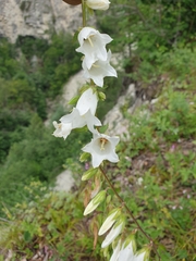Campanula alliariifolia