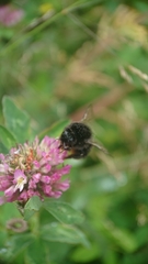 Bombus lapidarius