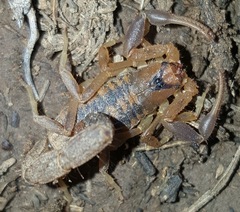 Uroplectes triangulifer
