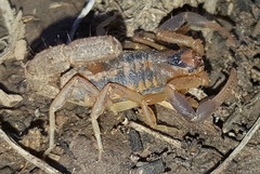 Uroplectes triangulifer