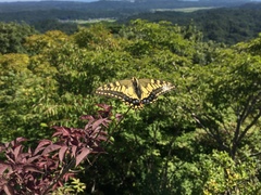 Papilio machaon hippocrates