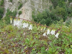 Campanula alliariifolia