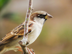 Passer domesticus