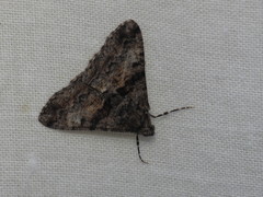 Gastrinodes argoplaca