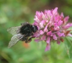 Bombus lapidarius