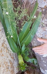 Eucomis